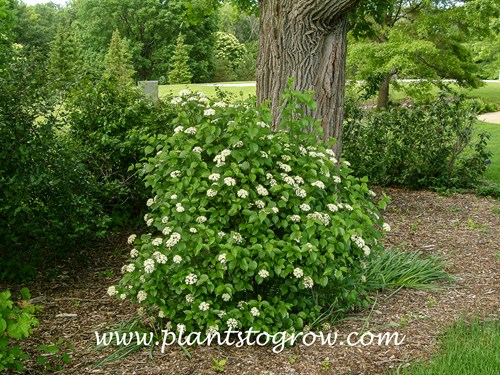 Blue Muffin Viburnum (Viburnum dentatum) 
(June 16)